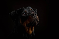 633A1232-RUM-PORTRAIT
