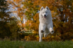 633A3373-PUPPY-SAMMY-LEAPING