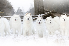 SAMMIES-GROUP-WM