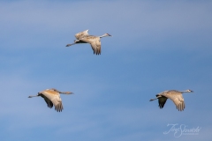 Sandhill Crane 2