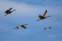 Sandhill Crane 4
