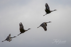 Sandhill Crane 6