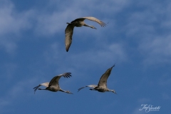 Sandhill Crane 5