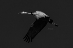 Sandhill Crane 17