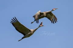 Sandhill Crane 1