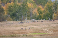 Sandhill Crane 20