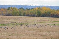 Sandhill Crane 23