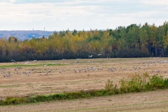 Sandhill Crane 22