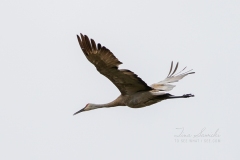 Sandhill Crane 15