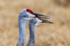 Sandhill Crane 42