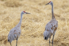 Sandhill Crane 43