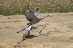 Sandhill Crane 51