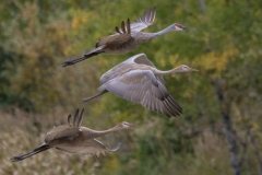Sandhill Crane 48