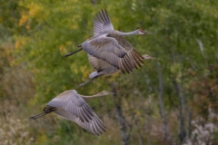 Sandhill Crane 50