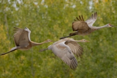 Sandhill Crane 49