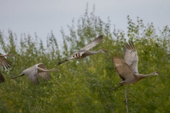 Sandhill Crane 52
