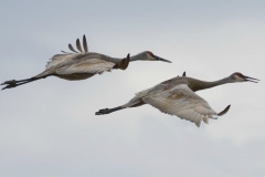 Sandhill Crane 55
