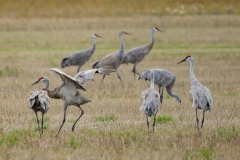 Sandhill Crane 57