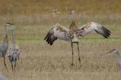Sandhill Crane 60