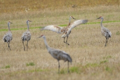 Sandhill Crane 58
