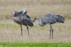 Sandhill Crane 59