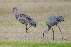 Sandhill Crane 61