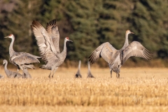 Sandhill Crane 64
