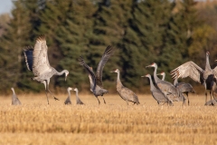 Sandhill Crane 65