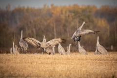 Sandhill Crane 66