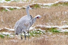 Sandhill Crane 62