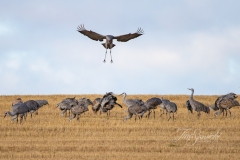 Sandhill Crane 69