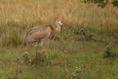 Sandhill Cranes - Colt Posing