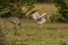 Sandhill Cranes - Colt Shake off