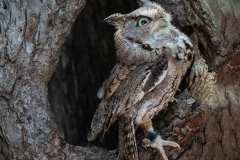 Screech Owl 7
