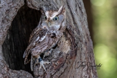 Screech Owl 6