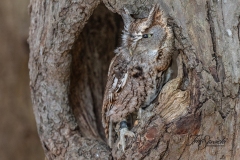 Screech Owl 5