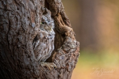 Screech Owl 2