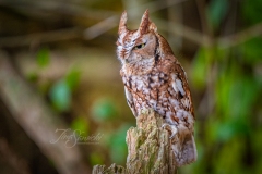 Red-Morph Screech Owl 5