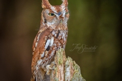 Red-Morph Screech Owl 2