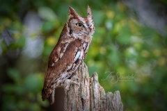 Red-Morph Screech Owl 1
