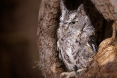 Screech Owl 3