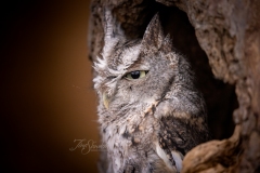 Screech Owl 4