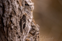 Screech Owl 1