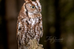 Red-Morph Screech Owl 4