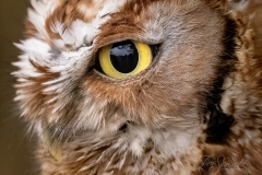Red-Morph Screech Owl 3