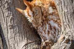 Eastern Screech Owl 3