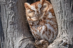 Eastern Screech Owl 1