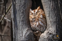 Eastern Screech Owl 2