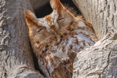 Eastern Screech Owl 4