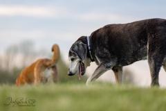 Hound Mix